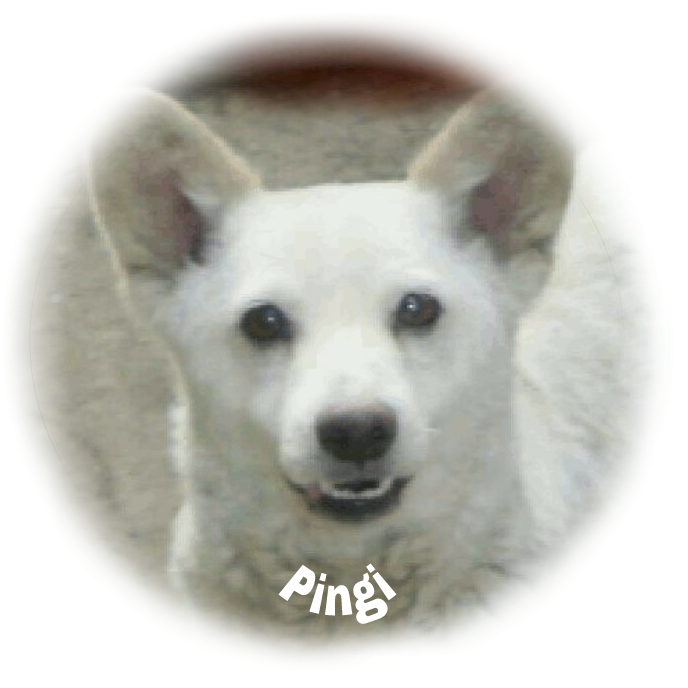 kutyok