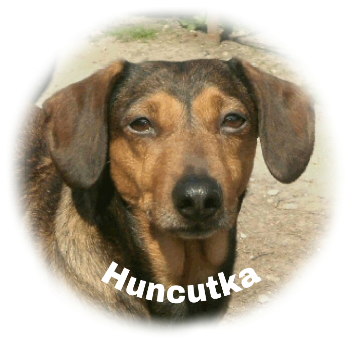 kutyok